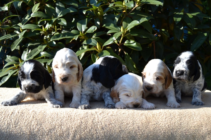 29-Janet, Jantar, Just, Jambo, Jessi, Janie.JPG